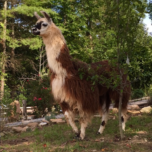 Meet your Posher, Stephanie - Picture 4 of 6