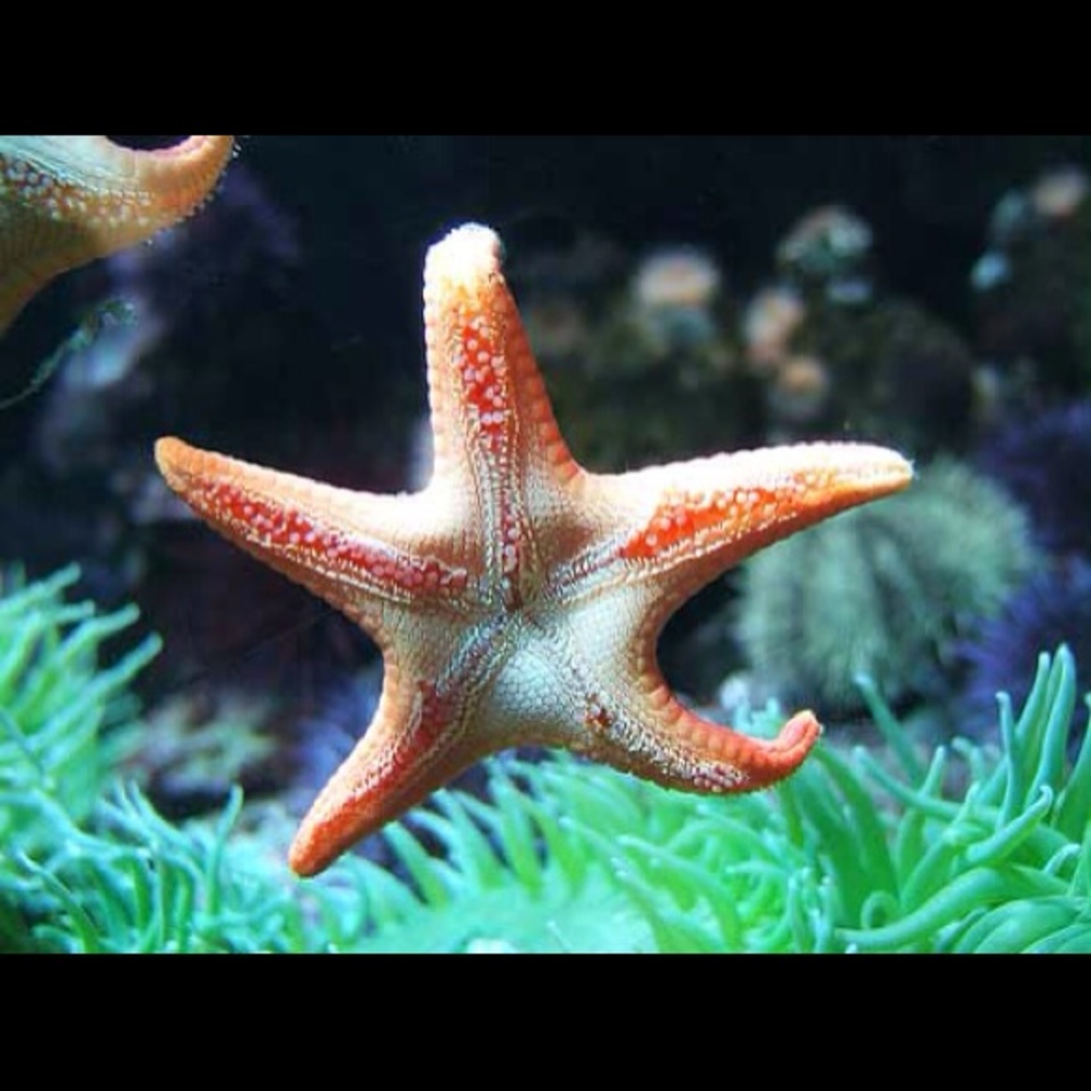 Meet your Posher, Sani