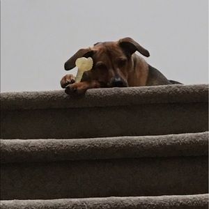 Meet your Posher, George