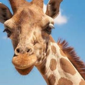 Meet your Posher, Pam