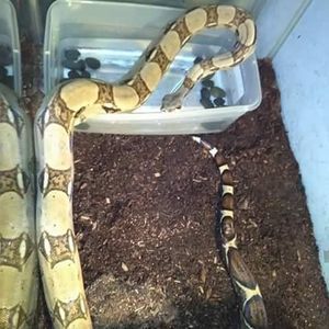 Meet your Posher, Ian