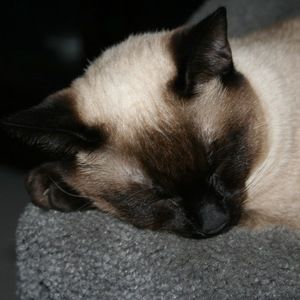 Meet your Posher, Barbara