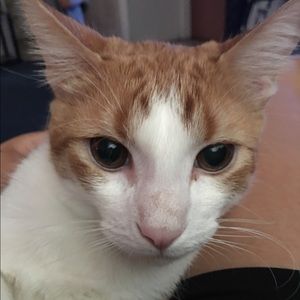 Meet your Posher, Belem