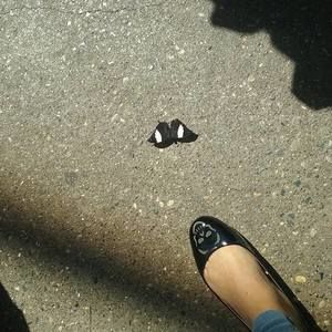 Meet your Posher, Estrellita