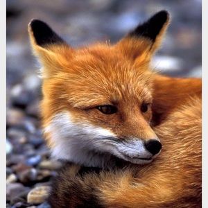 Meet your Posher, Holly