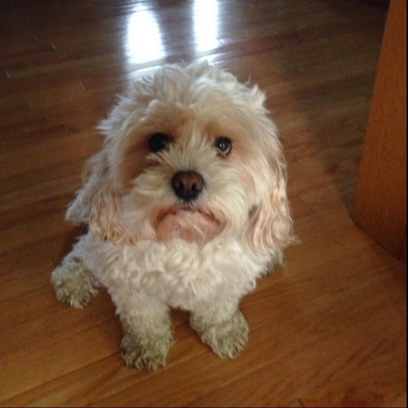 Meet your Posher, Jacqui - Picture 1 of 1