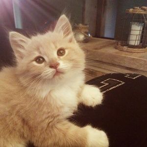 Meet your Posher, Brittany