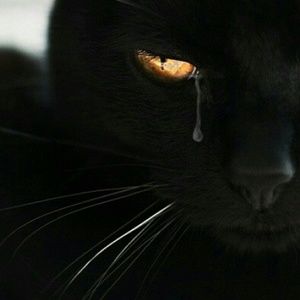 Meet your Posher, Duban