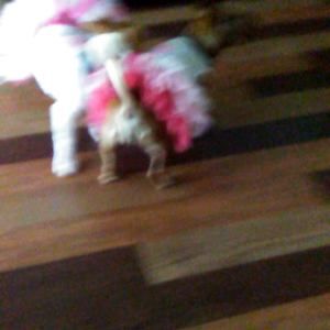 Meet your Posher, Karen bernard