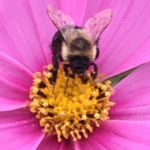 Meet your Posher, Kelyse