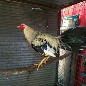 Meet your Posher, Paul