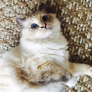 Meet your Posher, Cat