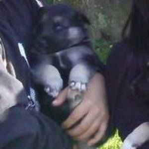 Meet your Posher, Roberto