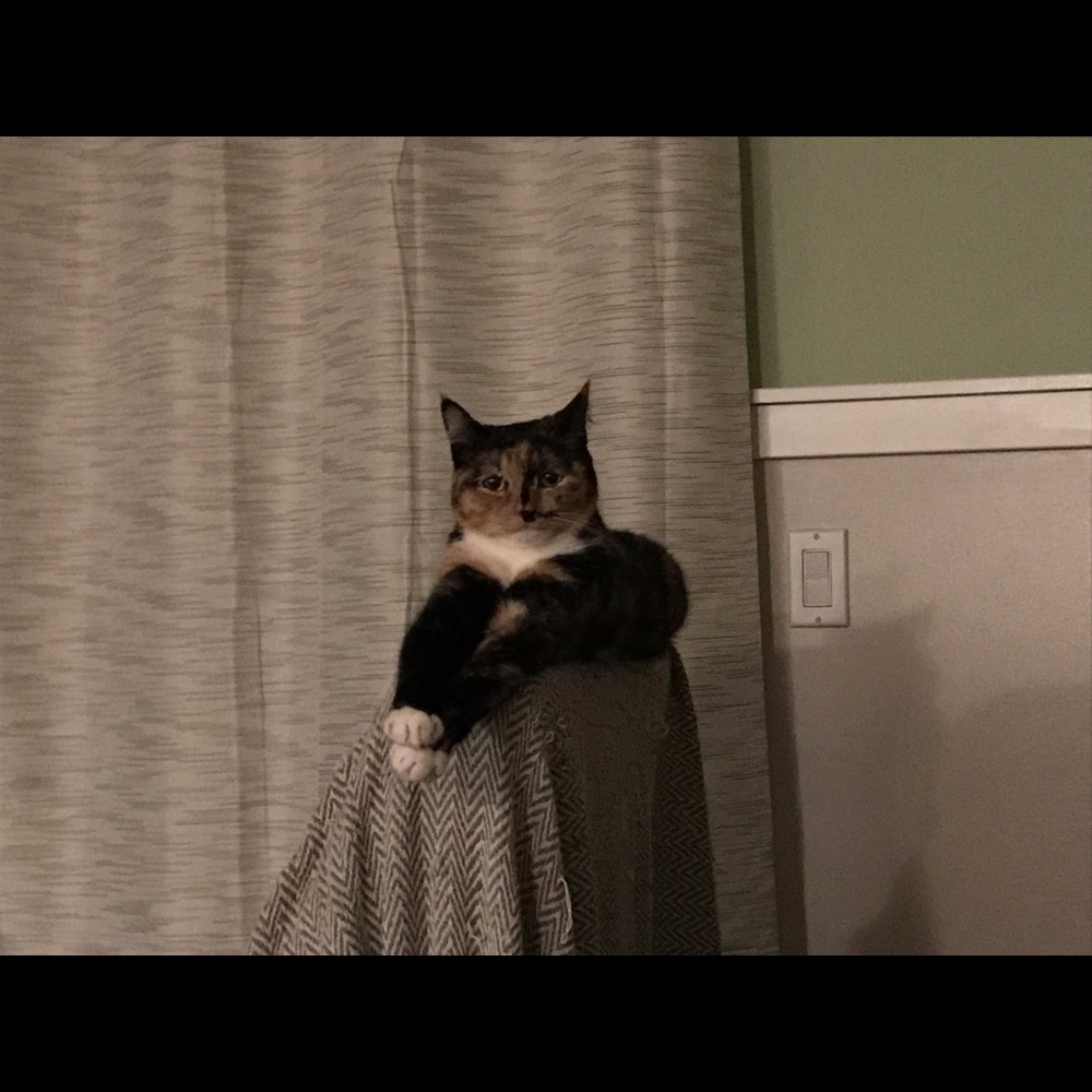 Meet your Posher, Perri