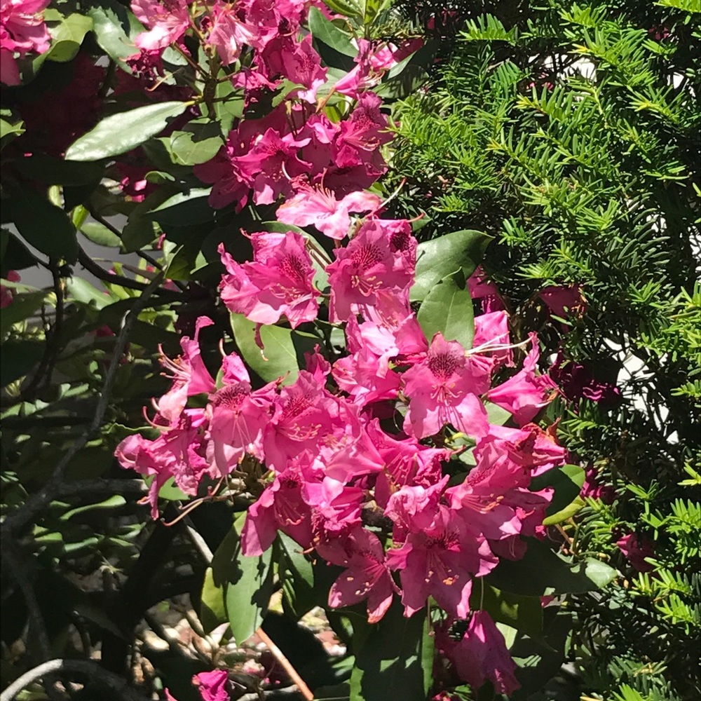 Meet your Posher, Ramona