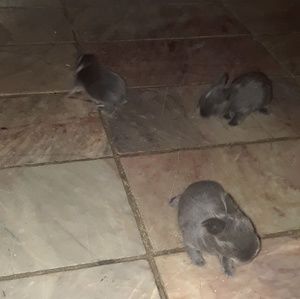 Meet your Posher, Judith