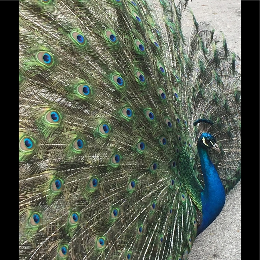 Meet your Posher, Charissa