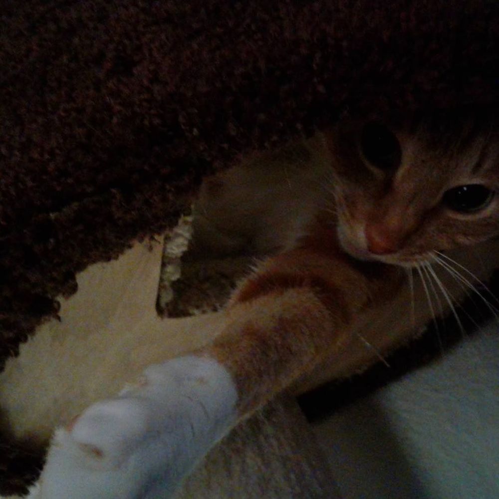 Meet your Posher, Lisa