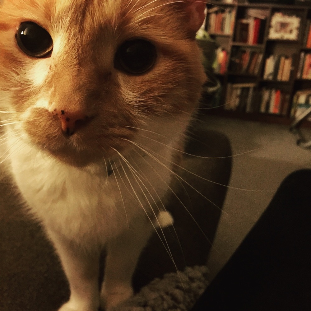 Meet your Posher, Anna