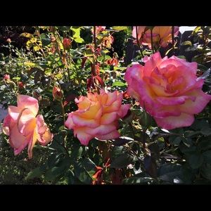 Meet your Posher, Ev