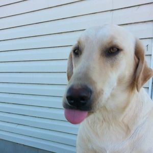 Meet your Posher, Sydney