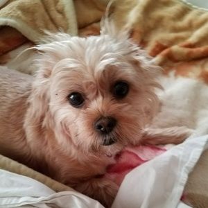 Meet your Posher, Debra