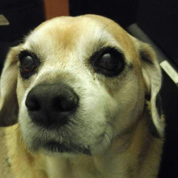 Meet your Posher, Cary - Picture 5 of 5