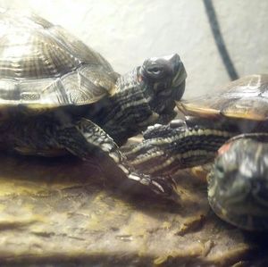 Meet your Posher, Randi