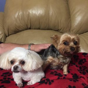 Meet your Posher, Donna