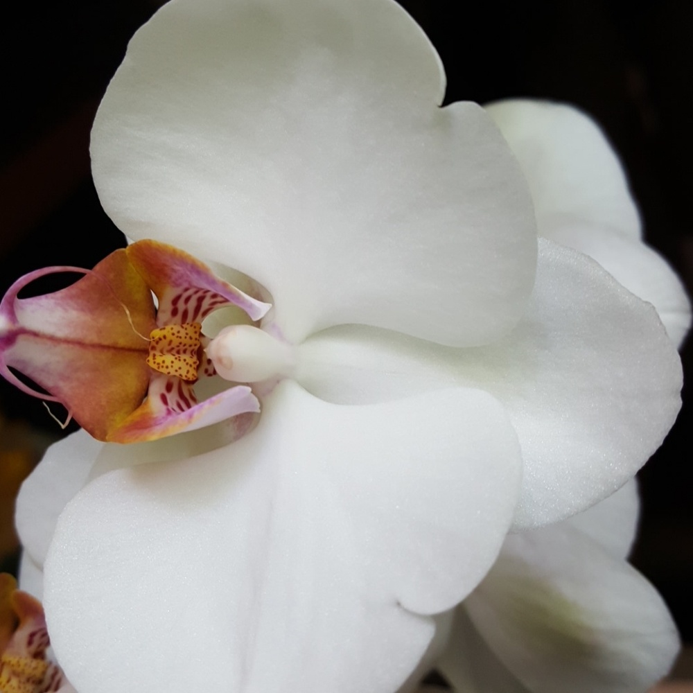 Meet your Posher, Bella