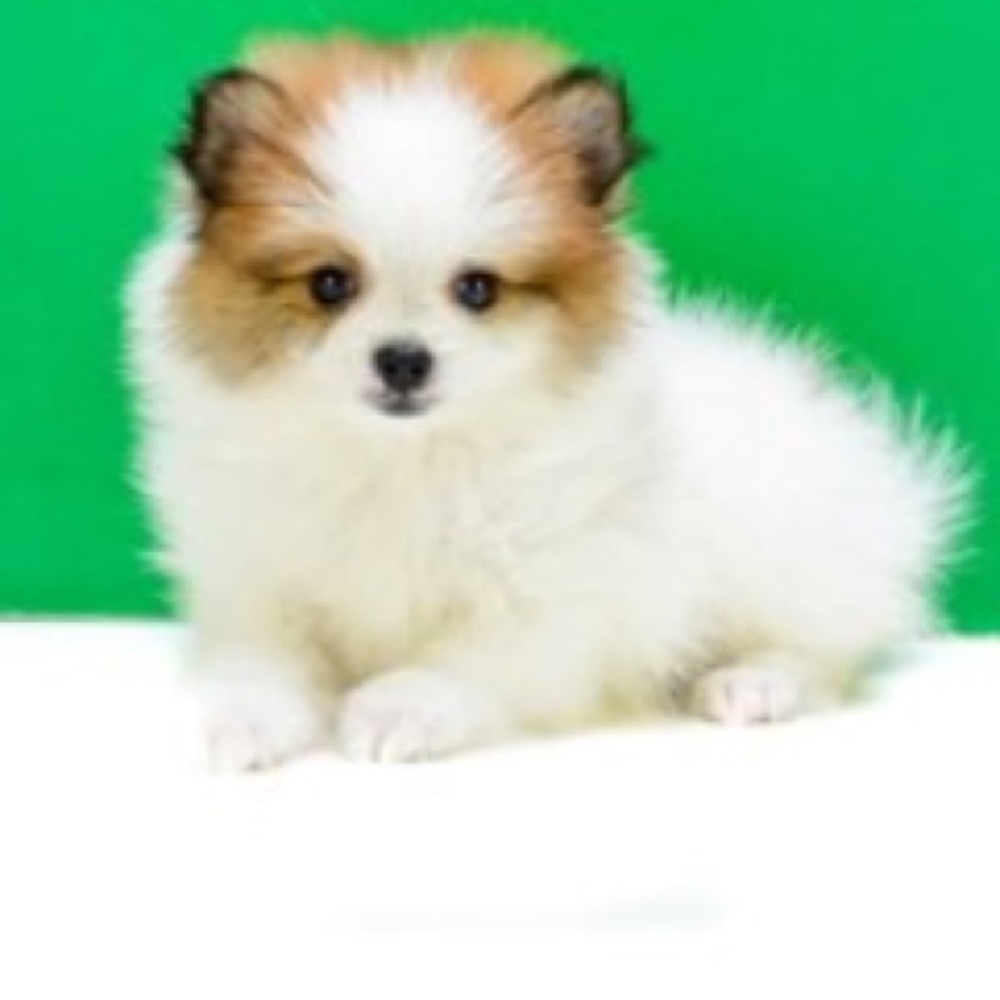 Meet your Posher, Camila