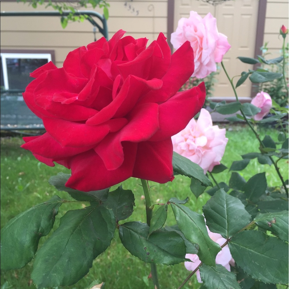 Meet your Posher, Phuong