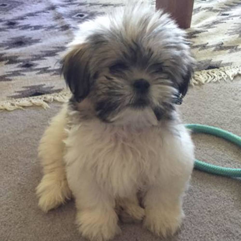 Meet your Posher, Carol