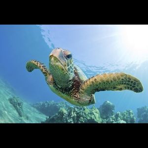 Meet your Posher, Josh