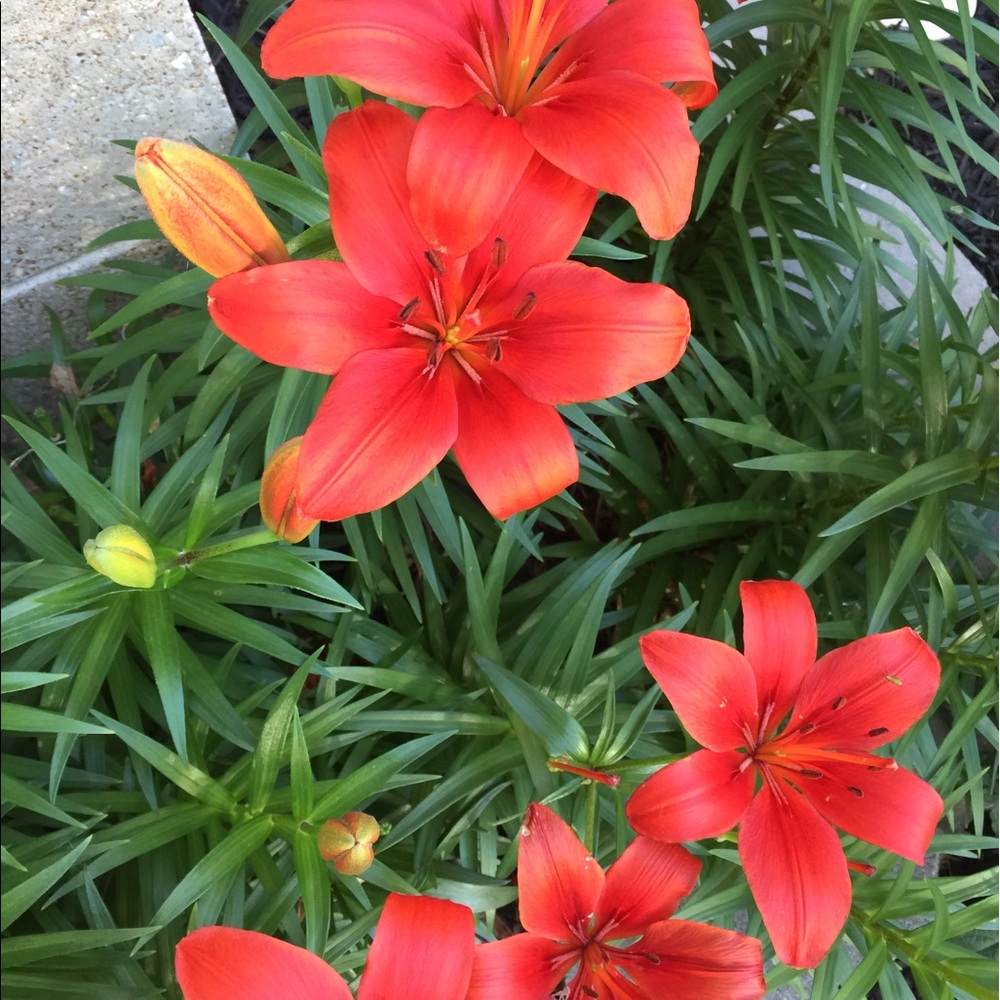 Meet your Posher, Elfi