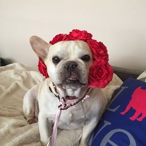 Meet your Posher, Stephenie