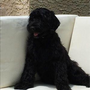 Meet your Posher, Gabriel