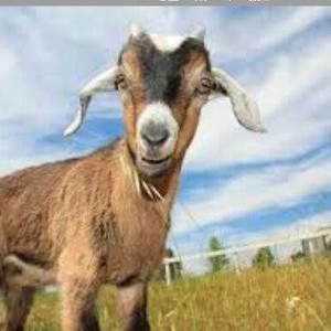 Meet your Posher, Barb