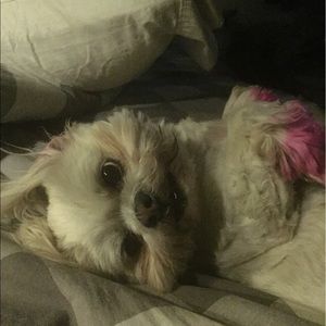 Meet your Posher, Brittany