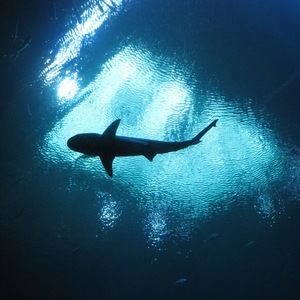 Meet your Posher, Staci