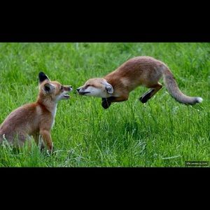 Meet your Posher, Cheyenne