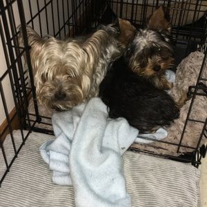 Meet your Posher, Dane