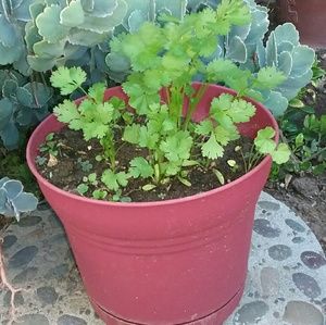 Meet your Posher, Devorah