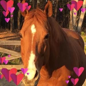 Meet your Posher, Kim