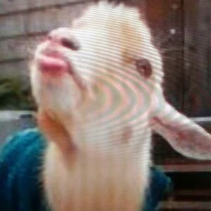 Meet your Posher, Dwayne