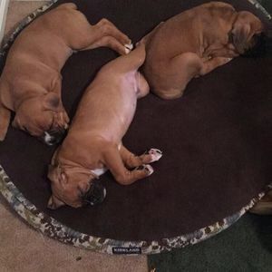 Meet your Posher, Daniene