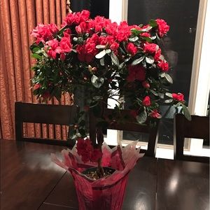 Meet your Posher, Ava