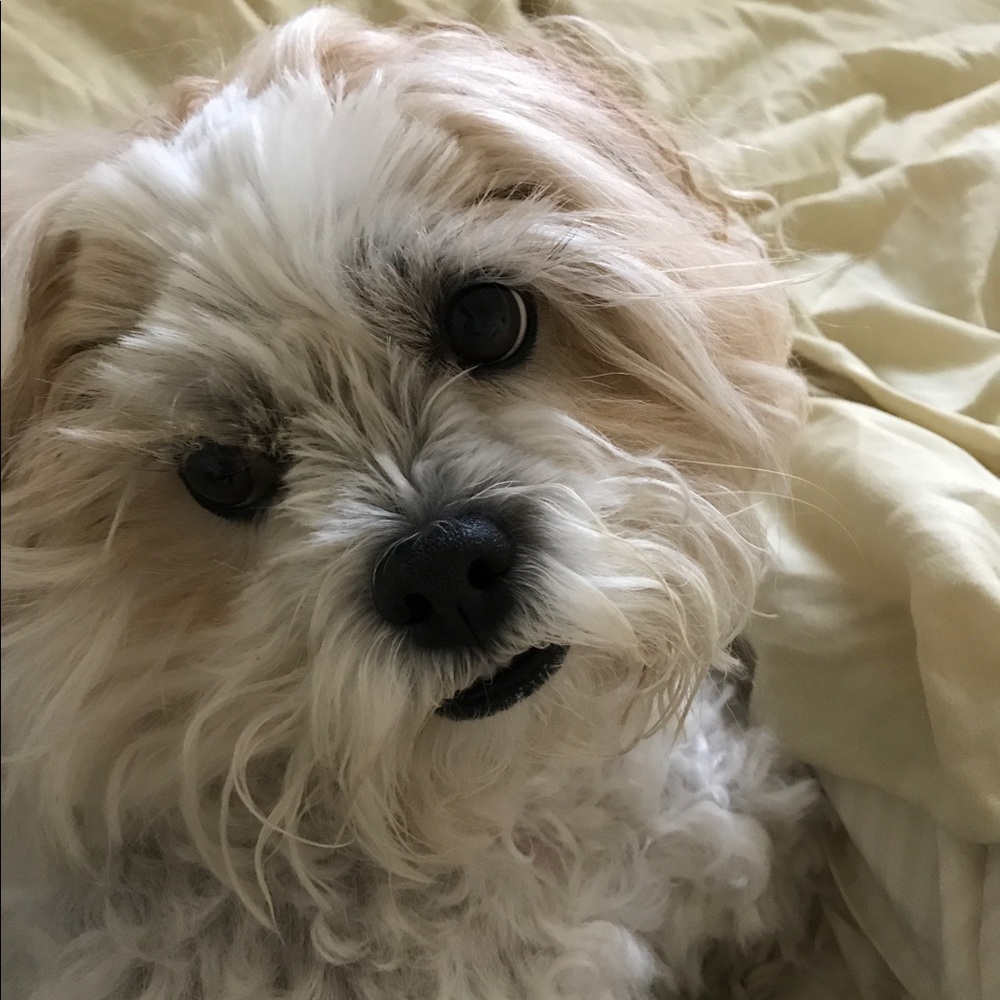 Meet your Posher, Binh