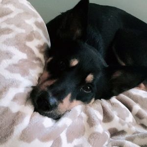 Meet your Posher, Lillie