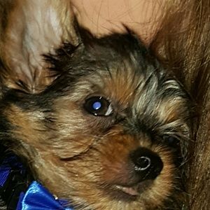 Meet your Posher, Alexis